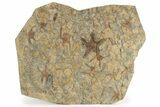 Wide Slab Of Fossil Starfish, Brittlestars, Crinoids & Corals #234591-1
